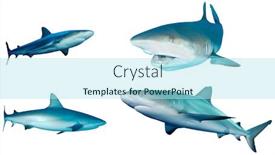  Presentation with sharks - Cool new PPT layouts with sharks collection caribbean reef sharks isolated white background backdrop and a arctic colored foreground