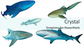  Presentation with shark - Cool new theme with sharks different shark species isolated backdrop and a cool aqua colored foreground