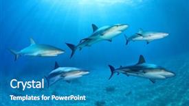  Presentation with shark - PPT theme consisting of sharks in the ocean composite background and a teal colored foreground