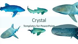  Presentation with whale - Slide set with sharks isolated on white backgorund background and a cool aqua colored foreground