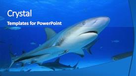  Presentation with shark - Slides with sharks background and a cobalt blue colored foreground