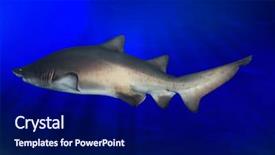  Presentation with shark - Beautiful slides featuring sharks backdrop and a navy blue colored foreground