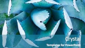  Presentation with lemongrass herb plant fresh leaves - Audience pleasing presentation consisting of sharp pointed agave plant leaves backdrop and a teal colored foreground