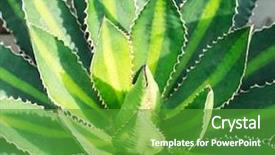  Presentation with plant - Slide set enhanced with sharp pointed agave plant leaves background and a shamrock green colored foreground