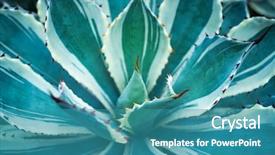  Presentation with lemongrass herb plant fresh leaves - Cool new presentation theme with sharp pointed agave plant leaves backdrop and a teal colored foreground