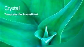  Presentation with lemongrass herb plant fresh leaves - Presentation enhanced with sharp pointed agave plant leaves background and a gray colored foreground