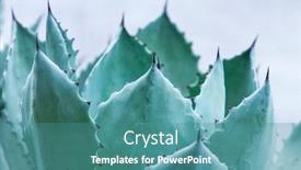  Presentation with plant - Presentation design enhanced with sharp-pointed-agave-plant-leaves background and a teal colored foreground