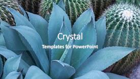  Presentation with plant - Slides with sharp pointed agave plant leaves background and a teal colored foreground