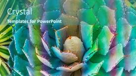  Presentation with plant - Slide set having sharp-pointed-agave-plant-leaves background and a ocean colored foreground