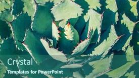  Presentation with plant - Theme consisting of sharp-pointed-agave-plant-leaves background and a ocean colored foreground
