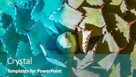  Presentation with plant - Slide set consisting of sharp-pointed-agave-plant-leaves background and a teal colored foreground