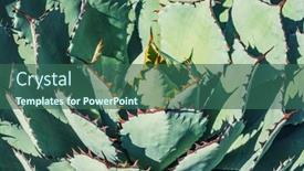  Presentation with plant - Slide set having sharp-pointed-agave-plant-leaves background and a  colored foreground