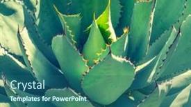  Presentation with plant - PPT theme with sharp-pointed-agave-plant-leaves background and a  colored foreground