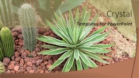 Presentation with plant - Slides with sharp-pointed-agave-plant-leaves background and a coral colored foreground