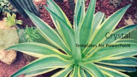  Presentation with plant - Slides with sharp-pointed-agave-plant-leaves background and a seafoam green colored foreground