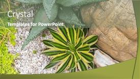  Presentation with plant - PPT layouts featuring sharp-pointed-agave-plant-leaves background and a gray colored foreground
