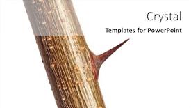  Presentation with thorn - Presentation theme enhanced with sharp thorn closeup of black locust shrubbery background and a white colored foreground