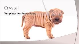  Presentation with leash - Presentation theme consisting of sharpei dog on a leash against white background background and a sky blue colored foreground