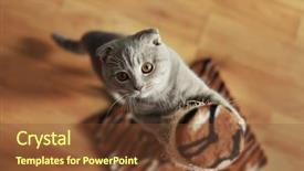  Presentation with cute cat and dog - Presentation having sharpener - cute cat sharpening claws background and a tawny brown colored foreground