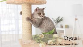  Presentation with tree - Presentation theme consisting of sharpener - cute cat sharpening claws background and a lemonade colored foreground