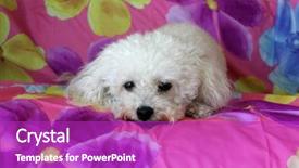  Presentation with lays - Cool new theme with she has her portrait taken backdrop and a purple colored foreground