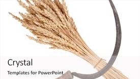  Presentation with wheat - Beautiful PPT theme featuring sheaf of wheat and sickle backdrop and a white colored foreground
