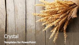  Presentation with wheat - Audience pleasing PPT theme consisting of sheaf of wheat on wooden backdrop and a coral colored foreground