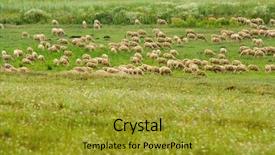  Presentation with sheep herder - Slides with sheared sheep on the meadow background and a  colored foreground