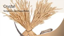  Presentation with sickle cell anemia - Presentation design having sheaves of wheat and sickle background and a lemonade colored foreground