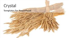  Presentation with wheat - PPT theme with sheaves of wheat background and a white colored foreground