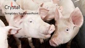  Presentation with breeding - Cool new presentation with shed at pig-breeding farm backdrop and a lemonade colored foreground