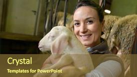  Presentation with jesus shepherd lamb god - Beautiful PPT theme featuring sheep cows - farmer woman carrying lamb backdrop and a tawny brown colored foreground