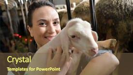  Presentation with lion lamb - Cool new slide deck with sheep cows - farmer woman carrying lamb backdrop and a tawny brown colored foreground