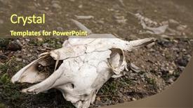  Presentation with skull - Beautiful presentation featuring big horn sheep - cow's skull on the ground backdrop and a tawny brown colored foreground