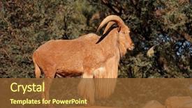  Presentation with spotted sheep - Beautiful theme featuring sheep ammotragus lervia northern africa backdrop and a tawny brown colored foreground