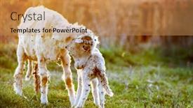  Presentation with grazing - Amazing slide deck having sheep-and-cute-little-lamb backdrop and a coral colored foreground