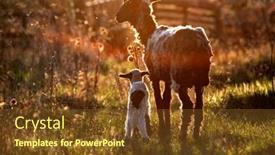  Presentation with grazing - PPT theme consisting of sheep-and-cute-little-lamb background and a tawny brown colored foreground