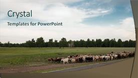  Presentation with pasture - Presentation design featuring sheep and goat herd background and a lemonade colored foreground