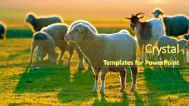  Presentation with sheep - Colorful slides enhanced with sheep and goats on field backdrop and a tawny brown colored foreground