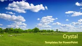  Presentation with shepherd sheep - PPT layouts with sheep and green grass background and a  colored foreground