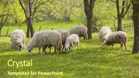  Presentation with rural india paddy field green - Audience pleasing slide set consisting of sheep and lamb on green backdrop and a  colored foreground