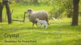 Presentation with rural india paddy field green - Cool new theme with sheep and lamb on green backdrop and a  colored foreground