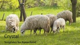  Presentation with sheep - Presentation design featuring farm animals - sheep and lamb on green background and a gold colored foreground