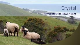  Presentation with sheep - Cool new presentation theme with lake mitchell - mitchell south dakota backdrop and a light blue colored foreground