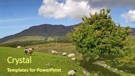  Presentation with sheep - Theme enhanced with sheep and rams in connemara background and a tawny brown colored foreground