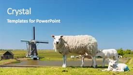  Presentation with dutch - Audience pleasing PPT layouts consisting of sheep and windmill and wild backdrop and a teal colored foreground