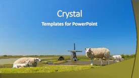  Presentation with wild flower in field of daisies - Slide deck featuring sheep and windmill and wild background and a teal colored foreground