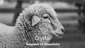  Presentation with sheep - Cool new PPT layouts with sheep-at-farm-black backdrop and a gray colored foreground