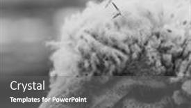  Presentation with farm - Presentation design consisting of sheep-at-farm-farm-animal background and a gray colored foreground