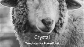  Presentation with sheep - Slide set with sheep-at-farm-farm-animal background and a gray colored foreground